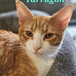 Thumbnail photo of Tarragon #1