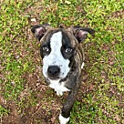 Adopt A Pet :: Bella - Locust Grove, GA