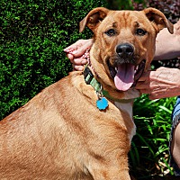 adopt a pet