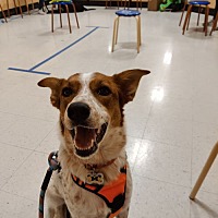 adopt a pet