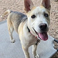 adopt a pet