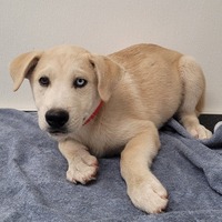 adopt-pet
