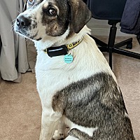 adopt-pet