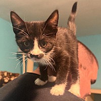 adopt a pet