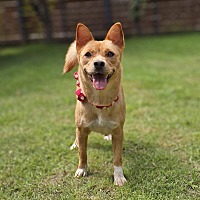 adopt-pet