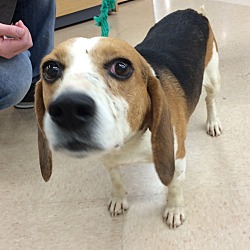 Thumbnail photo of Beagle Boy-Special Needs #2