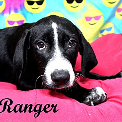 Thumbnail photo of Ranger~adopted! #4