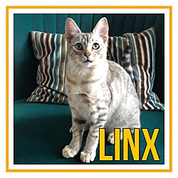 Thumbnail photo of Linx #1