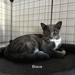 Photo of Brave