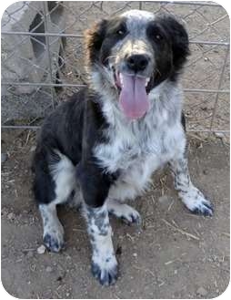 Goodland Ks Blue Heeler Meet Lil Ace A Pet For Adoption