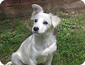 Austin, TX - Australian Shepherd. Meet Cinderella a Dog for Adoption.