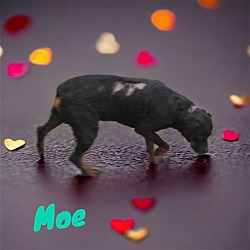 Thumbnail photo of Moe #2