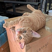 adopt a pet