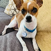 adopt a pet