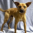 Adopt A Pet :: Damian - Lancaster, OH