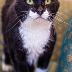 lakeland animal shelter cats