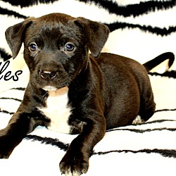 Thumbnail photo of Toodles~adopted! #1