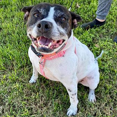 Houston, TX English Pointer/Boxer. Meet Izzy a Pet for Adoption