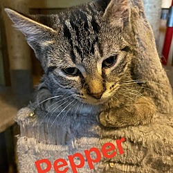 Thumbnail photo of Pepper (M) #1