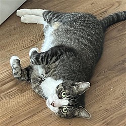 Photo of Mr. Gabby