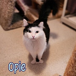 Thumbnail photo of Opie (Bay Bridge #18) #4