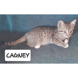 Photo of Cagney