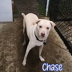Thumbnail photo of Chase #2