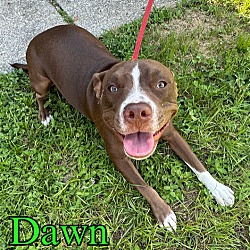 Thumbnail photo of Dawn #4