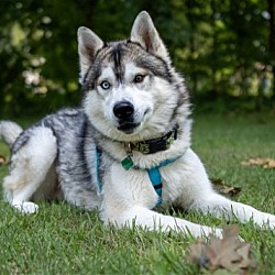 Photo of Max and Akria *BONDED PAIR- MOTHER and SON*