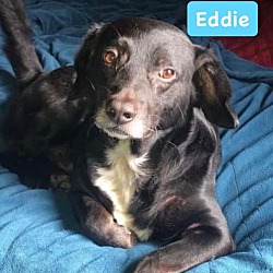 Thumbnail photo of Eddie #4