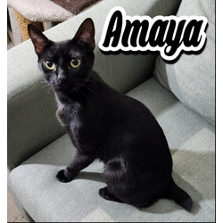 Thumbnail photo of Amaya #1