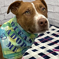adopt a pet