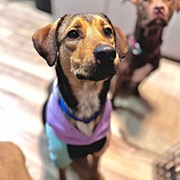 adopt a pet