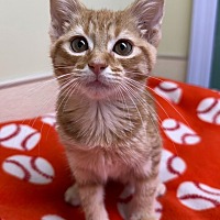 adopt-pet