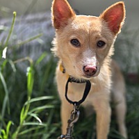adopt-pet