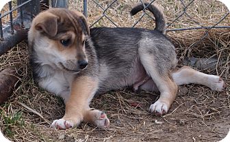 fox terrier german shepherd mix