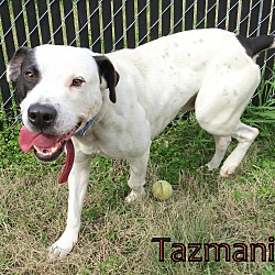 Thumbnail photo of Tazmania #3