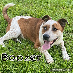 Thumbnail photo of Boozer #3