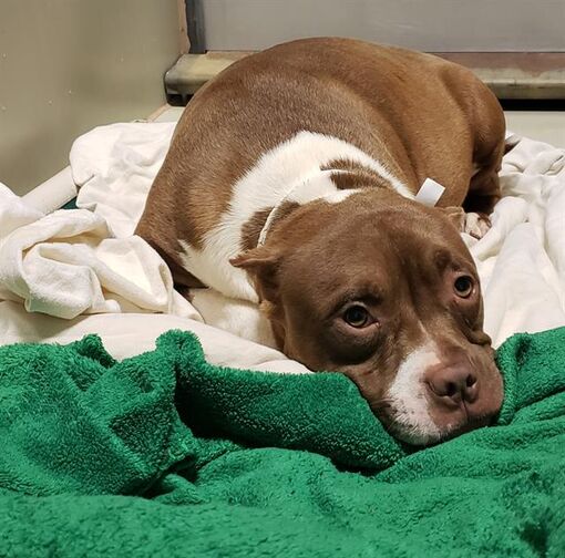 Bakersfield, CA American Pit Bull Terrier. Meet *CUPCAKE a Pet for