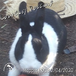 Thumbnail photo of Hopper CP202233 #1