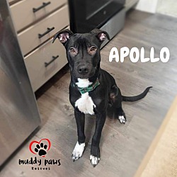 Thumbnail photo of Apollo (Courtesy Post) #2
