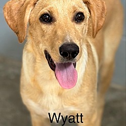 Thumbnail photo of Wyatt 🐾 #2