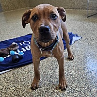 adopt a pet