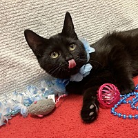adopt a pet