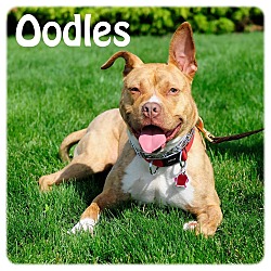 Thumbnail photo of Oodles #2