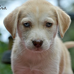 Thumbnail photo of Chandra~adopted! #4