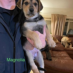 Photo of Magnolia