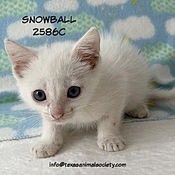 Photo of Snowball