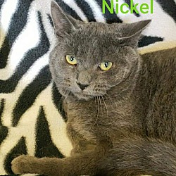 Thumbnail photo of Nickel #2