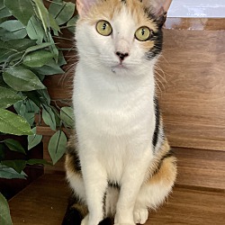 Photo of Phoenyx
